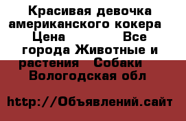 Красивая девочка американского кокера › Цена ­ 35 000 - Все города Животные и растения » Собаки   . Вологодская обл.